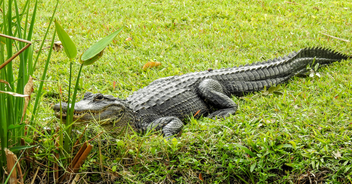 Florida Alligator